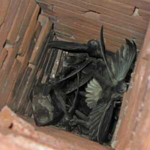 animals in chimney obstruction in Cinco Bayou FL